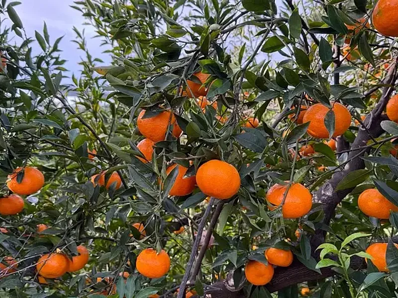 Mandarini Siciliani dei Nebrodi